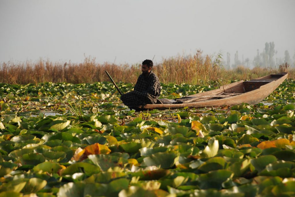 Kashmir